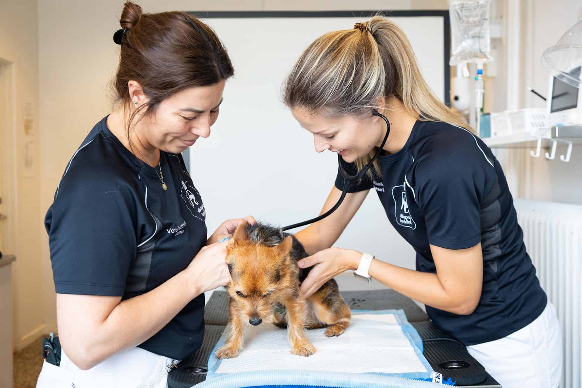 Har du mistanke om, at din hund lider og har smerter? Få foretaget et sundhedseftersyn hos os.